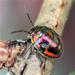 Scutelleridae (family) (Jewel bug, metallic shield bug) at North Ryde, NSW - 18 Jan 2025 by Hejor1