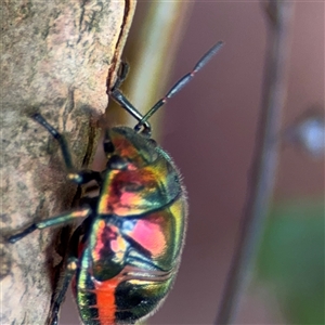 Scutelleridae (family) at North Ryde, NSW - 18 Jan 2025 12:32 PM