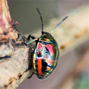 Scutelleridae (family) at North Ryde, NSW - 18 Jan 2025 12:32 PM