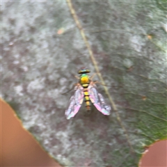 Sciapodinae (subfamily) (A long-legged fly) at Lindfield, NSW - 18 Jan 2025 by Hejor1