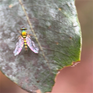 Sciapodinae (subfamily) at Lindfield, NSW - 18 Jan 2025 12:31 PM