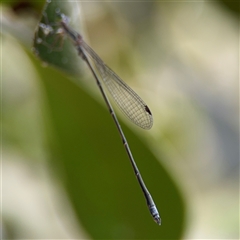 Rhadinosticta simplex (Powdered Wiretail) at Lindfield, NSW - 18 Jan 2025 by Hejor1