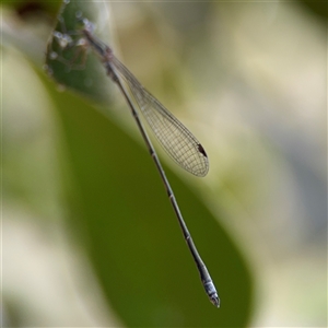 Rhadinosticta simplex at Lindfield, NSW - 18 Jan 2025