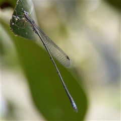 Rhadinosticta simplex at Lindfield, NSW - 18 Jan 2025