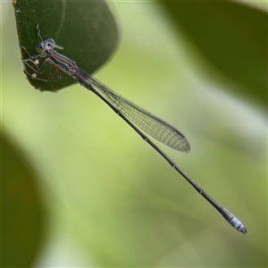 Rhadinosticta simplex at Lindfield, NSW - 18 Jan 2025