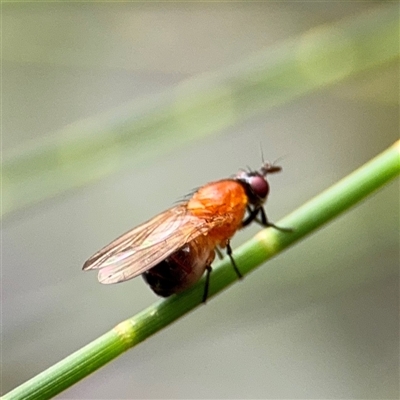 Sapromyza sp. (genus) (A lauxaniid fly) at Lindfield, NSW - 18 Jan 2025 by Hejor1