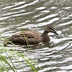 Anas superciliosa (Pacific Black Duck) at Lindfield, NSW - 18 Jan 2025 by Hejor1