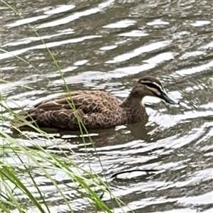 Anas superciliosa (Pacific Black Duck) at Lindfield, NSW by Hejor1