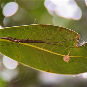 Araneidae (family) at Lindfield, NSW by Hejor1