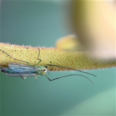 Chironomidae (family) (Non-biting Midge) at Lindfield, NSW - 18 Jan 2025 by Hejor1