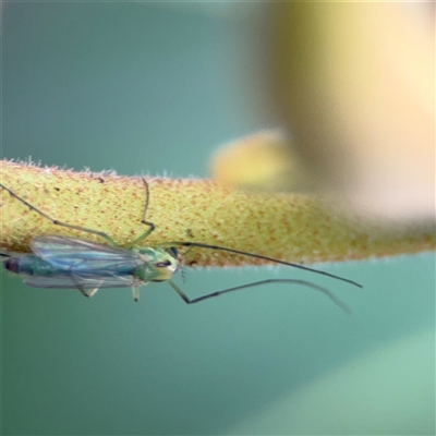 Chironomidae (family) (Non-biting Midge) at Lindfield, NSW - 18 Jan 2025 by Hejor1