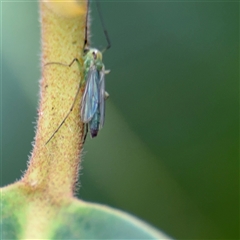 Chironomidae (family) at Lindfield, NSW - 18 Jan 2025