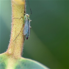 Chironomidae (family) at Lindfield, NSW - 18 Jan 2025 12:25 PM
