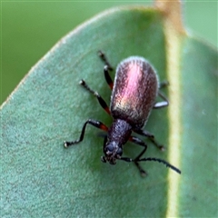 Ecnolagria sp. (genus) (A brown darkling beetle) at Lindfield, NSW - 18 Jan 2025 by Hejor1