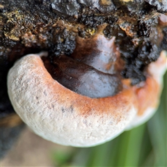 Ganoderma sp. at Lindfield, NSW - 18 Jan 2025 by Hejor1