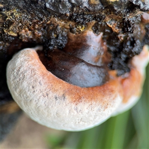 Ganoderma sp. at Lindfield, NSW by Hejor1