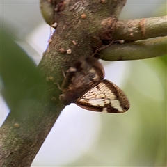 Scolypopa australis (Passionvine hopper, Fluffy bum) at Lindfield, NSW - 18 Jan 2025 by Hejor1