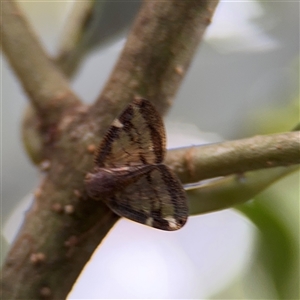 Scolypopa australis at Lindfield, NSW - 18 Jan 2025 12:24 PM