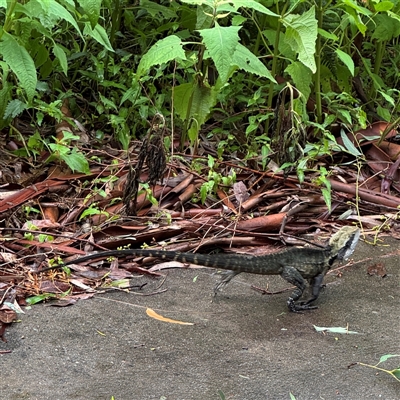 Intellagama lesueurii lesueurii (Eastern Water Dragon) at Lindfield, NSW - 18 Jan 2025 by Hejor1