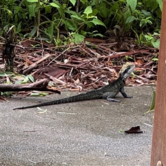 Intellagama lesueurii lesueurii at Lindfield, NSW - 18 Jan 2025 12:21 PM