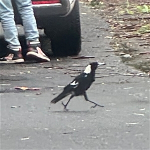 Gymnorhina tibicen at Lindfield, NSW - 18 Jan 2025 12:18 PM