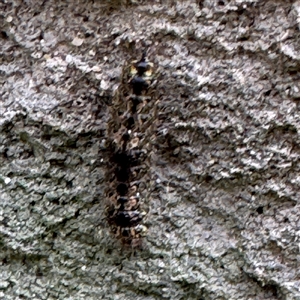 Brunia replana at Linley Point, NSW - 17 Jan 2025 02:22 PM