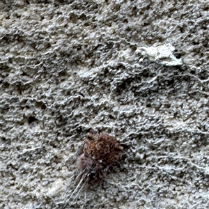 Fulgoroidea (superfamily) at Linley Point, NSW - 17 Jan 2025 02:22 PM