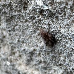 Fulgoroidea (superfamily) at Linley Point, NSW - 17 Jan 2025 02:22 PM