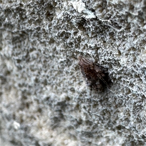 Fulgoroidea (superfamily) at Linley Point, NSW - 17 Jan 2025 02:22 PM