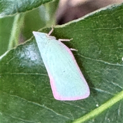 Colgar sp. (genus) (Pink Planthopper) at Linley Point, NSW - 17 Jan 2025 by Hejor1