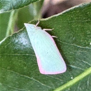 Colgar sp. (genus) at Linley Point, NSW - 17 Jan 2025 02:37 PM