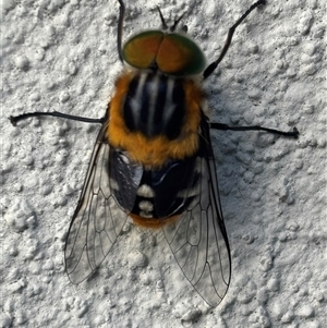 Scaptia (Scaptia) auriflua at Monash, ACT - 18 Jan 2025 10:04 AM
