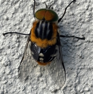 Scaptia (Scaptia) auriflua (A flower-feeding march fly) at Monash, ACT by jackQ