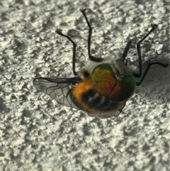 Scaptia (Scaptia) auriflua at Monash, ACT - 18 Jan 2025 10:04 AM