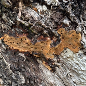 zzz puzzles on wood at Linley Point, NSW - 17 Jan 2025 02:33 PM