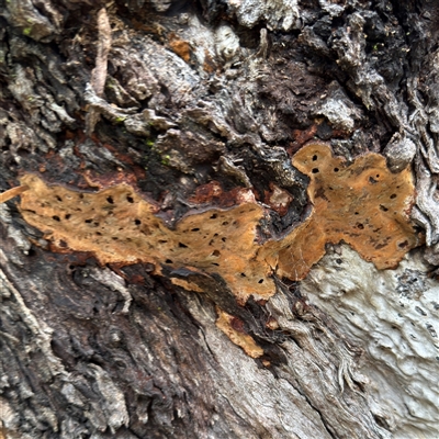 zzz puzzles on wood (zzz puzzles on wood) at Linley Point, NSW - 17 Jan 2025 by Hejor1