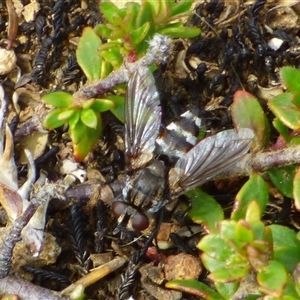 Tachinidae (family) (Unidentified Bristle fly) at Southwest, TAS by VanessaC