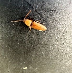 Unidentified Click beetle (Elateridae) at Woorim, QLD by lbradley