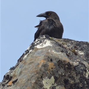 Strepera fuliginosa at Southwest, TAS by VanessaC