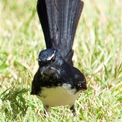 Rhipidura leucophrys (Willie Wagtail) at Roma, QLD - 25 Apr 2023 by DiBickers