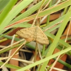 Scopula rubraria (Reddish Wave, Plantain Moth) at Aranda, ACT - 18 Jan 2025 by KMcCue