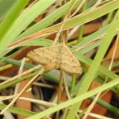 Scopula rubraria (Reddish Wave, Plantain Moth) at Aranda, ACT - 18 Jan 2025 by KMcCue