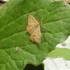 Scopula rubraria at Aranda, ACT - 18 Jan 2025 11:40 AM