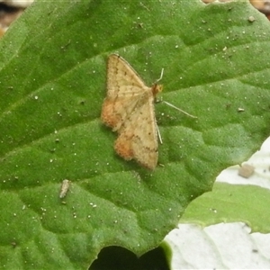 Scopula rubraria at Aranda, ACT - 18 Jan 2025