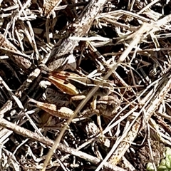 Phaulacridium vittatum (Wingless Grasshopper) at Yarralumla, ACT - 19 Jan 2025 by KMcCue