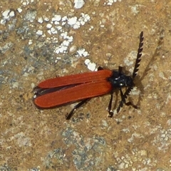 Porrostoma rhipidium (Long-nosed Lycid (Net-winged) beetle) at Southwest, TAS - 19 Jan 2025 by VanessaC