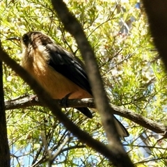 Acanthorhynchus tenuirostris (Eastern Spinebill) at Aranda, ACT - 19 Jan 2025 by KMcCue