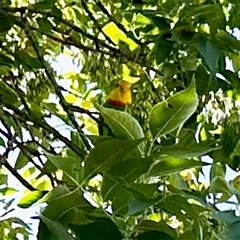 Polytelis swainsonii (Superb Parrot) at Aranda, ACT - 19 Jan 2025 by KMcCue