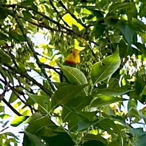 Polytelis swainsonii (Superb Parrot) at Aranda, ACT by KMcCue