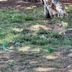 Psephotus haematonotus (Red-rumped Parrot) at Aranda, ACT - 19 Jan 2025 by KMcCue